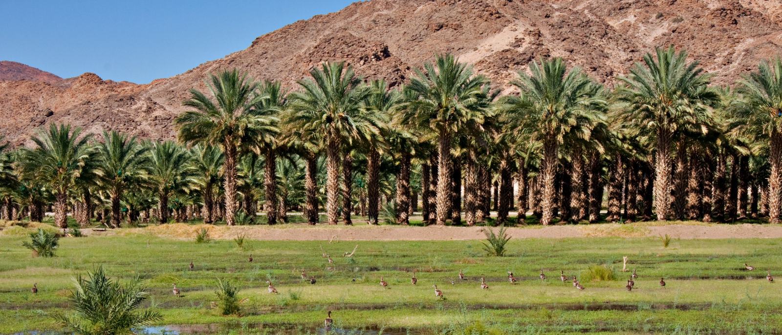 A selection of premium Al Freihat dates