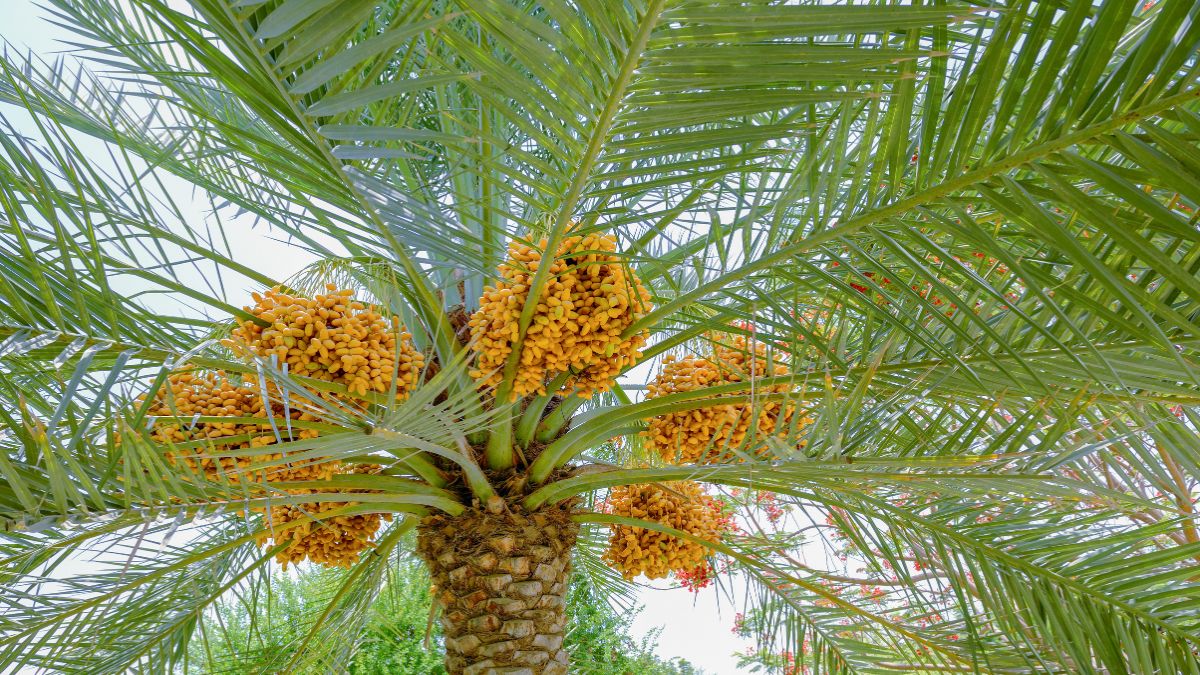 From Blossom to Harvest